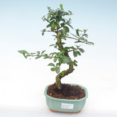 Pokojová bonsai - Carmona macrophylla - Čaj fuki PB2191971 - 1