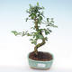Pokojová bonsai - Carmona macrophylla - Čaj fuki PB2191971 - 1/5