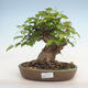 Venkovní bonsai -Carpinus CARPINOIDES - Habr korejský - 1/3