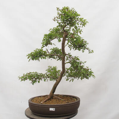 Venkovní bonsai - Habr obecný - Carpinus betulus - 1