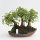 Pokojová bonsai - Ulmus parvifolia - Malolistý jilm - 1/5