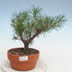 Venkovní bonsai - Pinus Sylvestris - Borovice lesní - 1/3