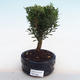 Pokojová bonsai - Buxus harlandii -korkový buxus PB220982 - 1/4