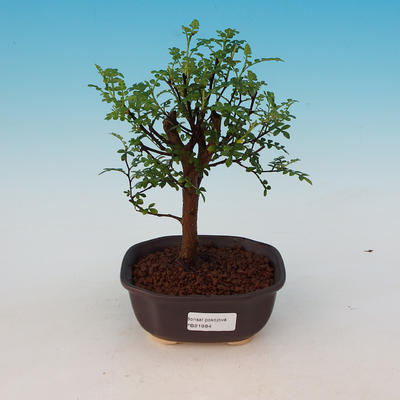 Pokojová bonsai-Zantoxylum piperitum-Pepřovník - 1