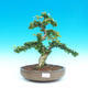 Pokojová bonsai - Barbadoská třešeň PB215984 - 1/4