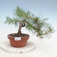 Venkovní bonsai - Pinus Sylvestris - Borovice lesní - 1/4