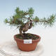 Venkovní bonsai - Pinus Sylvestris - Borovice lesní - 1/2
