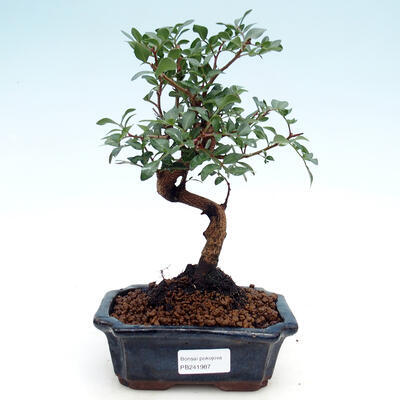 Pokojová bonsai -  Pistácie - 1