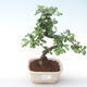 Pokojová bonsai - Carmona macrophylla - Čaj fuki PB2191918 - 1/5