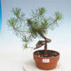 Venkovní bonsai - Pinus Sylvestris - Borovice lesní - 1/3