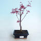 Venkovní bonsai - Acer palm. Atropurpureum-Javor dlanitolistý červený - 1/3