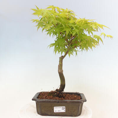 Acer palmatum Aureum - Javor dlanitolistý zlatý - 1