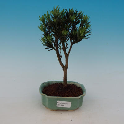 Pokojová bonsai - Podocarpus - kamenný tis - 1