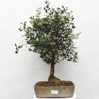 Pokojová bonsai s podmiskou - Syzygium - Pimentovník - 1