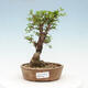 Venkovní bonsai - Zelkova - Zelkova NIRE - 1/2