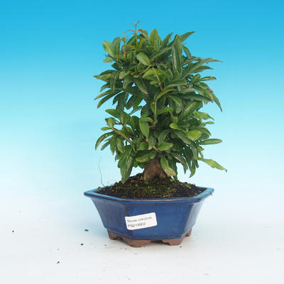 Pokojová bonsai-PUNICA granatum-Granátové jablko - 1