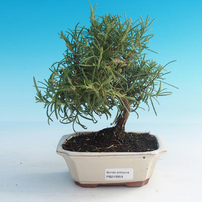 Pokojová bonsai - Rozmarýn lékařský-Rosmarinus officinalis - 1