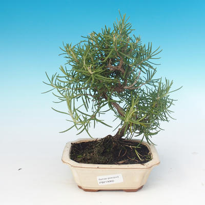 Pokojová bonsai - Rozmarýn lékařský-Rosmarinus officinalis - 1