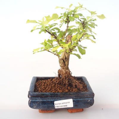 Pokojová bonsai - Duranta erecta Aurea PB2191998 - 1