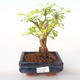 Pokojová bonsai - Duranta erecta Aurea PB2191998 - 1/3