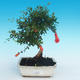 Pokojová bonsai-PUNICA granatum nana-Granátové jablko - 1/4