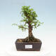 Venkovní bonsai - Zelkova - Zelkova NIRE - 1/2