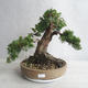 Venkovní bonsai - Juniperus chinensis -Jalovec čínský - 1/5