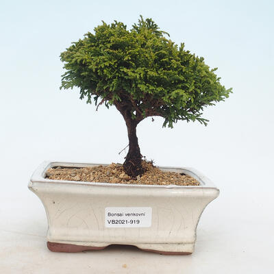 Venkovní bonsai - Cypřišek hrachonosný - Chamacyparys pisifera TSUKUMO - 1