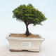 Venkovní bonsai - Cypřišek hrachonosný - Chamacyparys pisifera TSUKUMO - 1/2