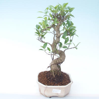 Pokojová bonsai - Ficus retusa -  malolistý fíkus PB2191911 - 1