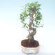 Pokojová bonsai - Ficus retusa -  malolistý fíkus PB2191911 - 1/2