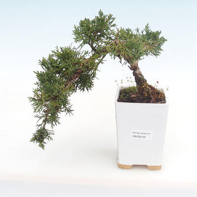 Venkovní bonsai - Juniperus chinensis -Jalovec čínský VB2020-92