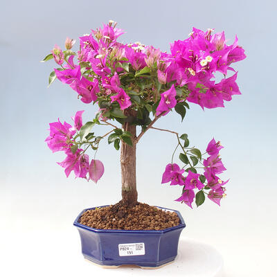 Pokojová bonsai - Bouganwilea - 1