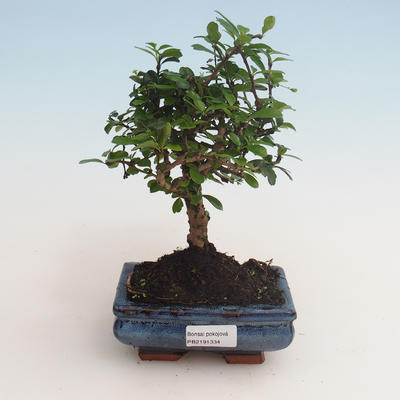 Pokojová bonsai - Carmona macrophylla - Čaj fuki 412-PB2191334 - 1