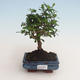Pokojová bonsai - Carmona macrophylla - Čaj fuki 412-PB2191334 - 1/5