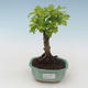 Pokojová bonsai - Duranta erecta Aurea PB2191516 - 1/3