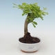 Pokojová bonsai - Duranta erecta Aurea PB2191517 - 1/3