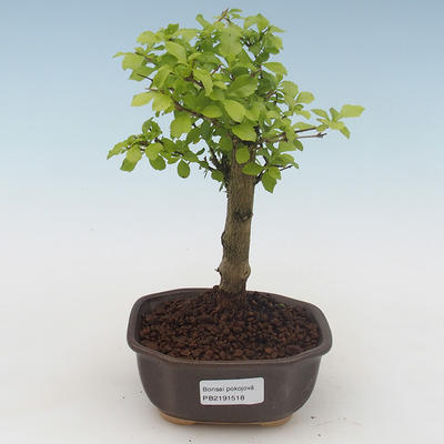Pokojová bonsai - Duranta erecta Aurea PB2191518 - 1