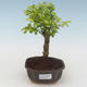 Pokojová bonsai - Duranta erecta Aurea PB2191518 - 1/3