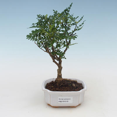 Pokojová bonsai - Zantoxylum piperitum - pepřovník PB2191519 - 1