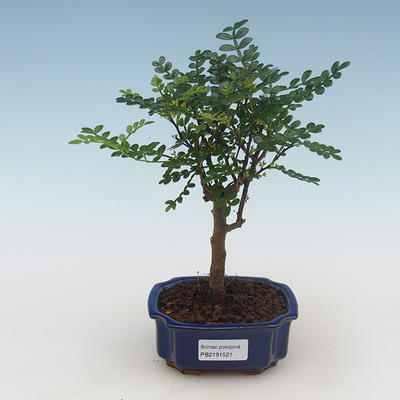 Pokojová bonsai - Zantoxylum piperitum - pepřovník PB2191521 - 1