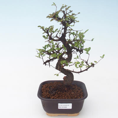 Pokojová bonsai - Ulmus parvifolia - Malolistý jilm PB2191892 - 1