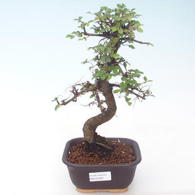 Pokojová bonsai - Ulmus parvifolia - Malolistý jilm PB2191893 - 1