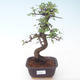 Pokojová bonsai - Ulmus parvifolia - Malolistý jilm PB2191893 - 1/3