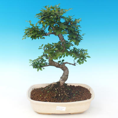 Pokojová bonsai - Ulmus parvifolia - Malolistý jilm PB2191289 - 1