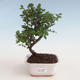 Pokojová bonsai - Sagerécie thea - Sagerécie thea 412-PB2191298 - 1/4