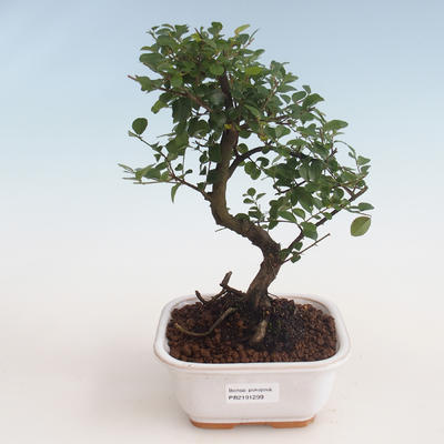 Pokojová bonsai - Sagerécie thea - Sagerécie thea 412-PB2191299 - 1