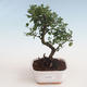 Pokojová bonsai - Sagerécie thea - Sagerécie thea 412-PB2191299 - 1/4