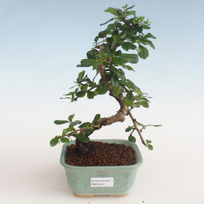 Pokojová bonsai - Carmona macrophylla - Čaj fuki PB2191311 - 1
