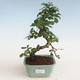 Pokojová bonsai - Carmona macrophylla - Čaj fuki PB2191311 - 1/5